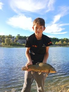 Tench