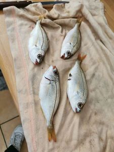 Black Seabream