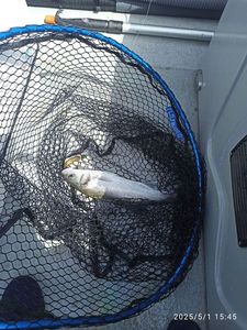 European Bass (Seabass)