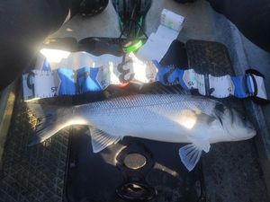 European Bass (Seabass)