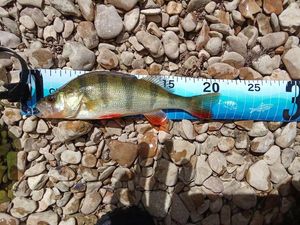 European Perch