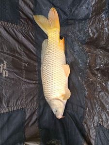 Common Carp