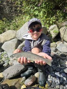 Brown Trout