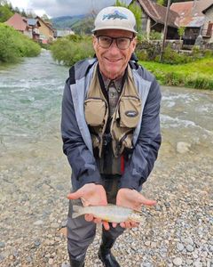 Brown Trout