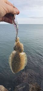 Common Cuttlefish