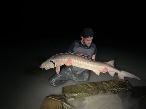 Sturgeon