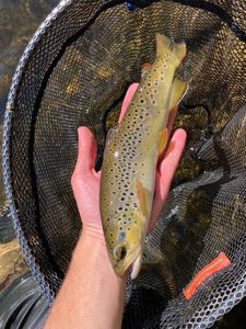 Brown Trout