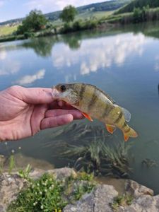 European Perch
