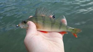 European Perch