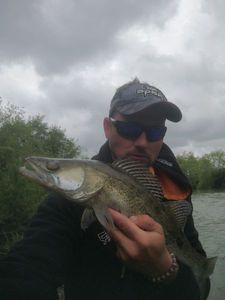Zander