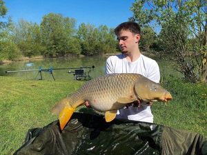 Common Carp