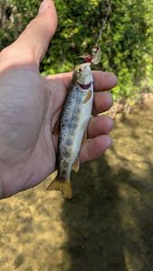 Brown Trout