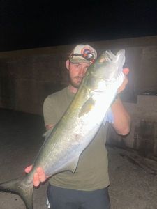 Bluefish