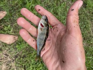 European Perch