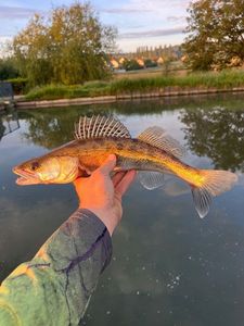 Zander