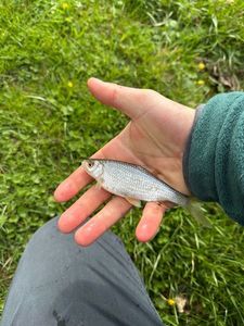 Roach