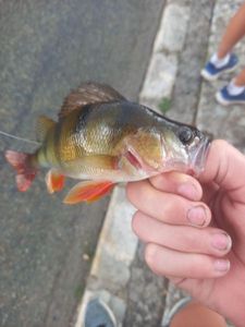 European Perch