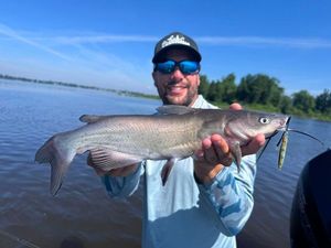 Channel Catfish