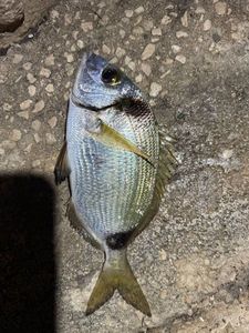 White Seabream