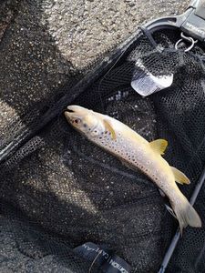 Brown Trout