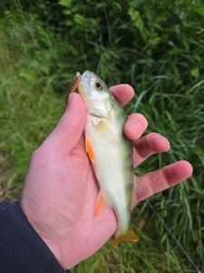 European Perch