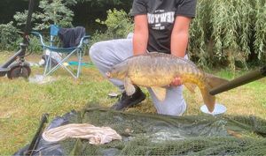Mirror Carp