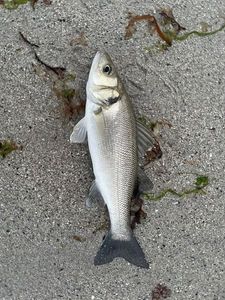 European Bass (Seabass)