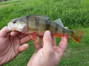 European Perch