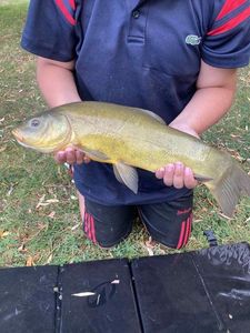 Tench
