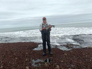 European Bass (Seabass)