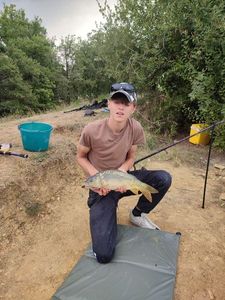 Mirror Carp