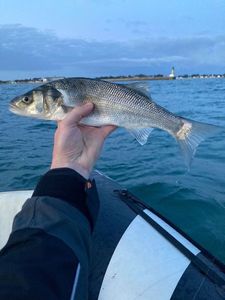 European Bass (Seabass)