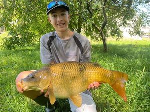 Common Carp