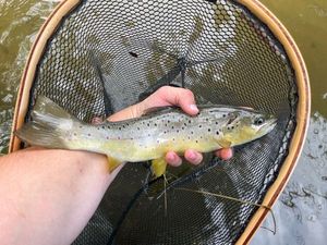 Brown Trout