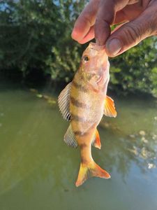 European Perch