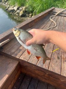 Roach