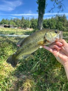 Largemouth Bass