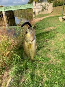 Largemouth Bass