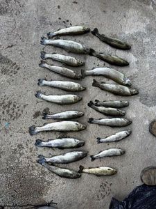 Rainbow Trout