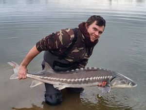 Sturgeon