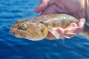 Inshore Lizardfish