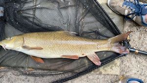 Barbel