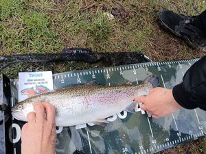 Rainbow Trout