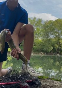 European Eel (Common Eel)