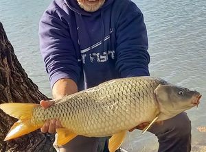 Common Carp