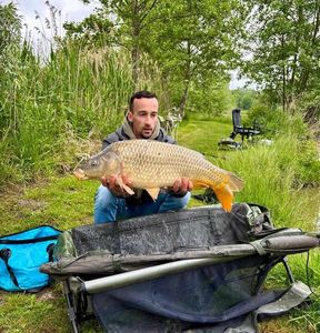 Common Carp