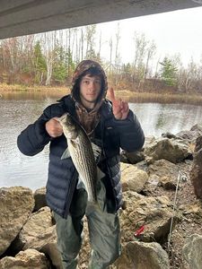 Striped bass