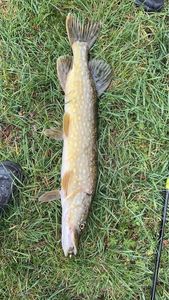 Northern Pike