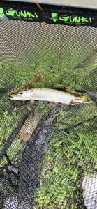 Chain Pickerel