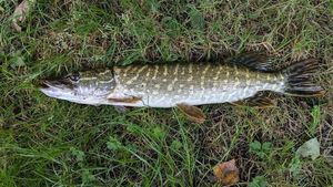 Northern Pike